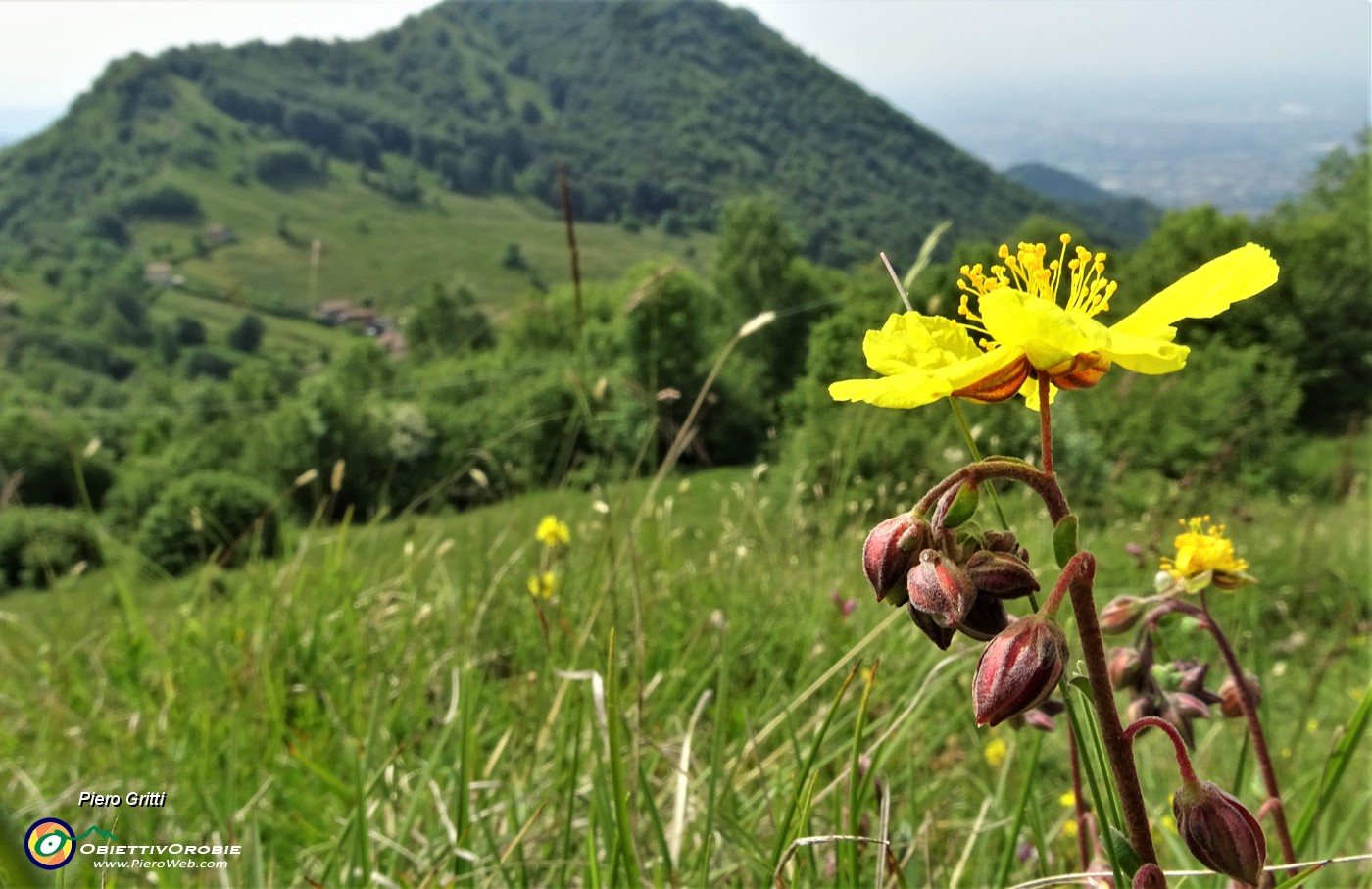 20 Eliantemo maggiore (Helianthemum nummularium) con vista in Podona.JPG